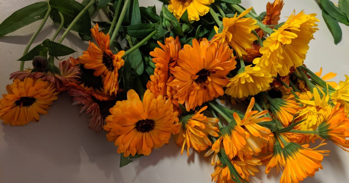 calendula